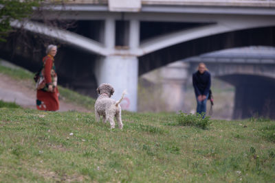 Little gray poodle dog playing with her owner outdoor on the grass.