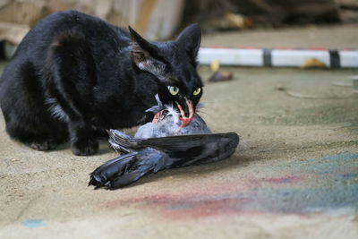 Close-up of black cat eating food