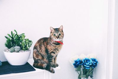 Portrait of cat sitting by potted plant against wall