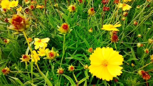 Close-up of yellow flower blooming in field