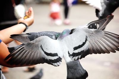 Close-up of seagull flying