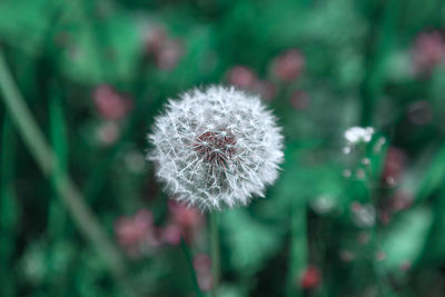 Blowball flower in the summer . dandelion at green background