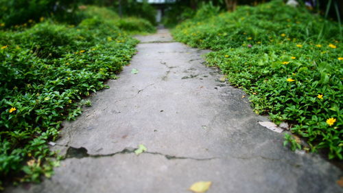 Surface level of footpath along plants