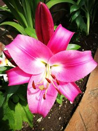 Close-up of pink flowers blooming outdoors