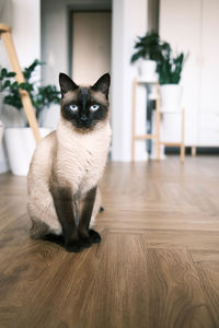 cat