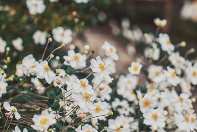 Close-up of white flowering plant