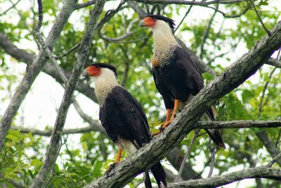 Low angle view of birds perching on branch