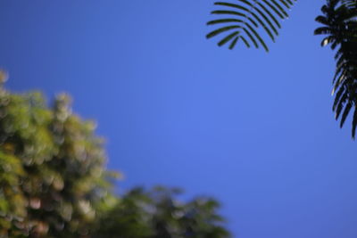 Low angle view of plants against clear blue sky