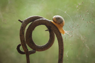 Close-up of snail on metal