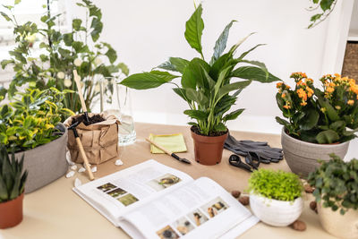 Spathiphyllum, soil, hydroponic clay pebbles, gardening tools, book on table