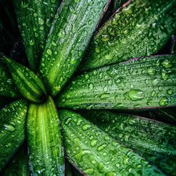 Full frame shot of wet leaf