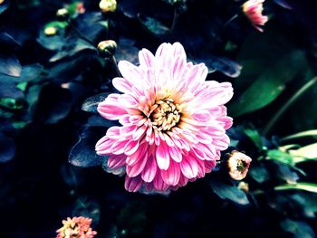 Close-up of pink flower blooming outdoors