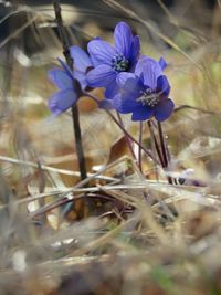 Close-up of purple flowering plant on field