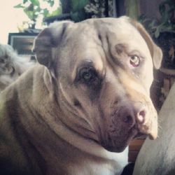 Close-up portrait of dog