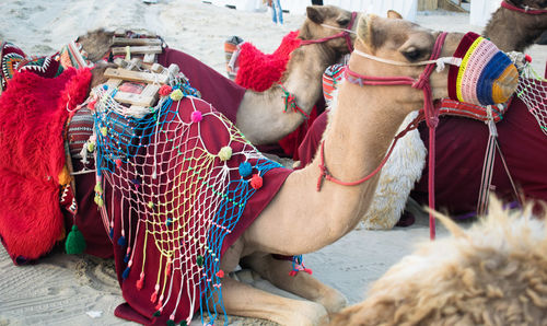 Side view of a horse