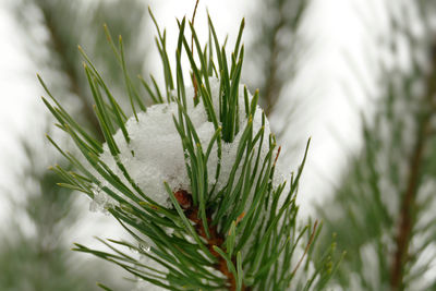 Close-up of pine tree during winter