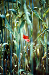Close-up of red flower blooming in field