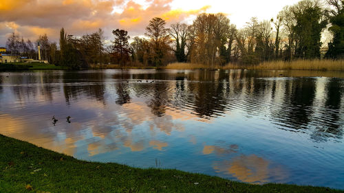 Swans swimming in lake against sky during sunset