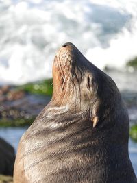 Close-up of sea lion against lake