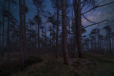 Trees in forest against sky at night