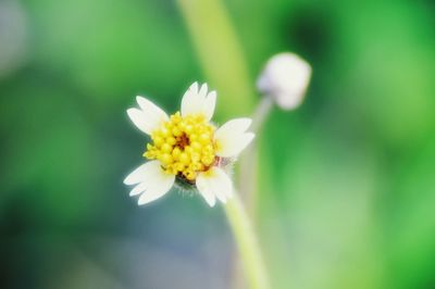 Close-up of white flower