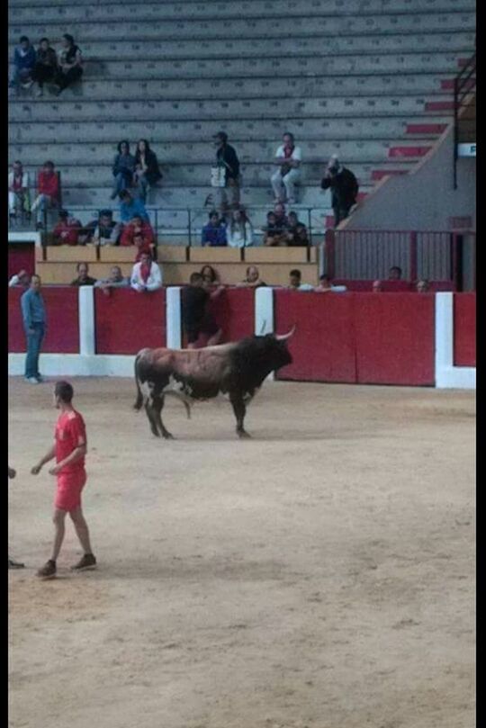 Only playing with bulls