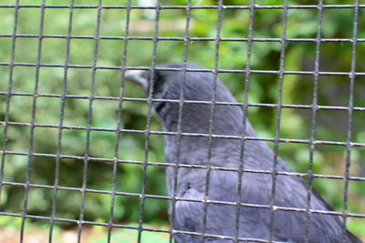 Close-up of bird on grass