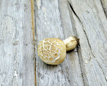 High angle view of fruit on table