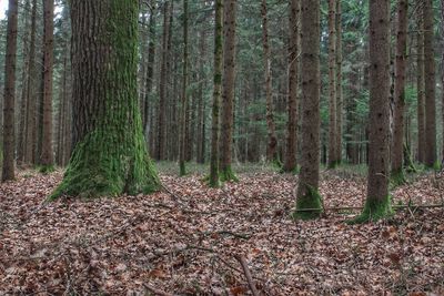 Trees growing in forest during autumn