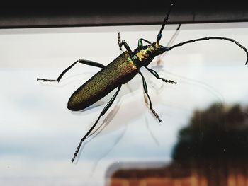 Close-up of insect