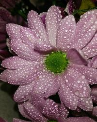 Close-up of pink flower