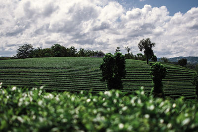 Scenic view of agricultural field against sky