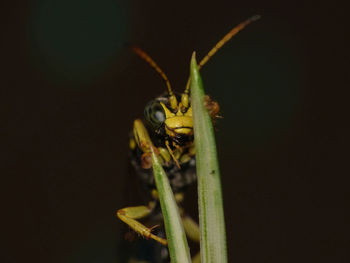 Close-up of insect against black background