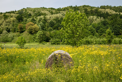 Scenic view of agricultural field