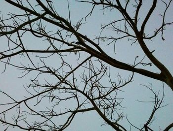 Low angle view of bare tree against clear sky