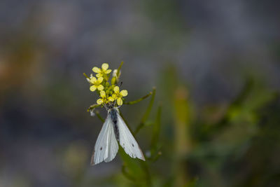 White butterfly on yellow wildflower.