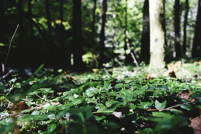 Plants growing in forest