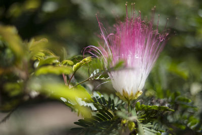 Close-up of pink flowering plant