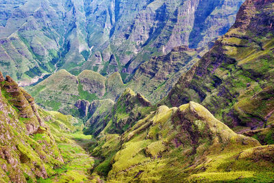 High angle view of plants growing on land