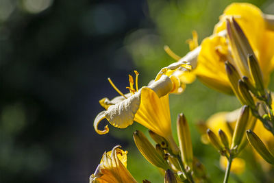 Close-up of yellow flowering plant