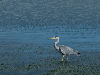 High angle view of gray heron on lake