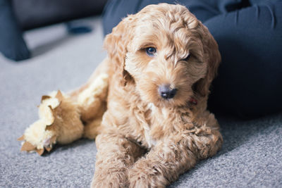 Close-up portrait of puppy sitting