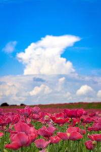 Close-up of pink flowering plants on field against sky