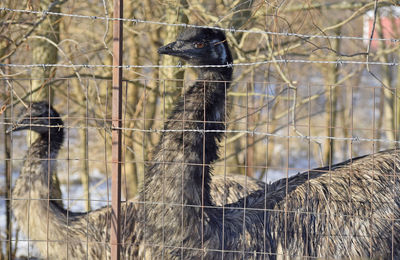 Close-up of emu in zoo