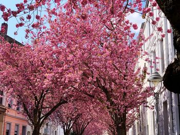 Low angle view of pink flowering tree