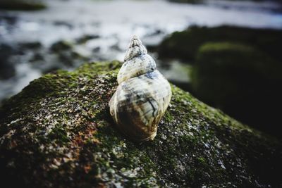 Close-up of snail on leaf