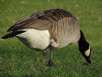 Close-up of a bird on field