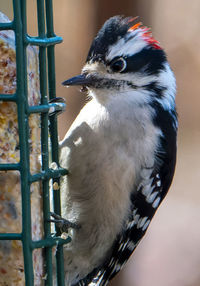 A small woodpecker on the suet feeder
