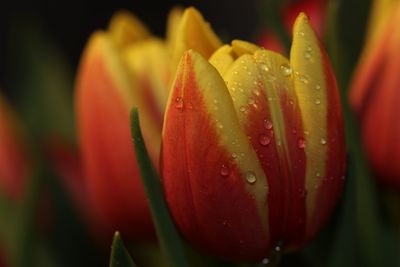 Close-up of wet red rose