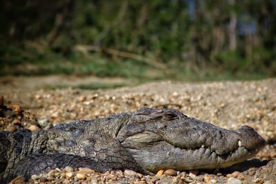Close-up of crocodile